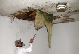 removing mould from ceiling 1